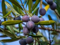 Reife Oliven an Baum beim Aussichtspunkt